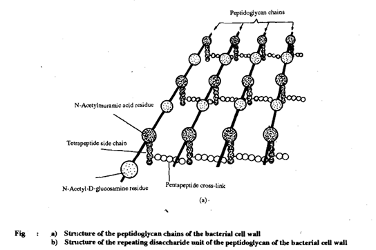 1084_prokaryotes cell.png